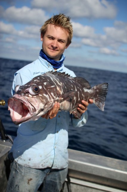 Bass groper Bass groper